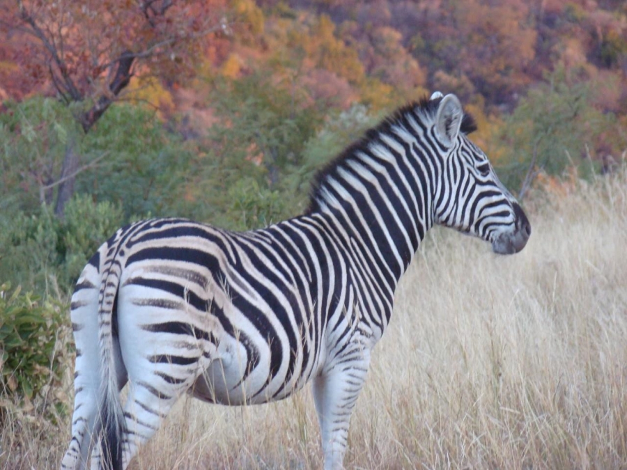 Commercial Property for Sale in Swartruggens North West